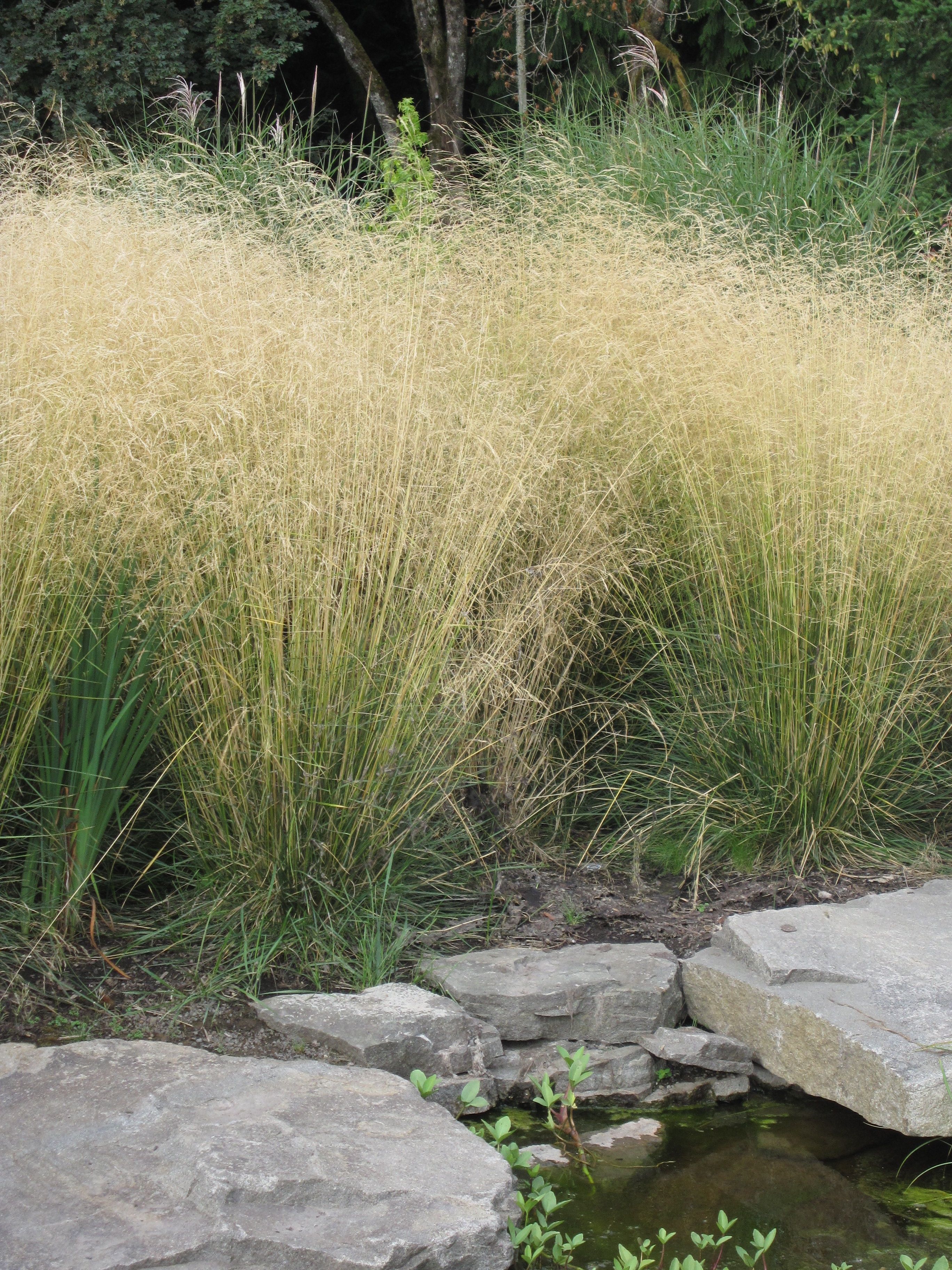 Deschampsia cespitosa 'Schottland'